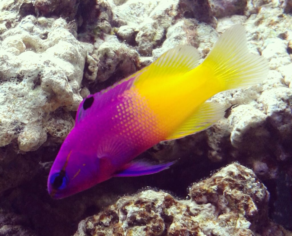 royal gramma fairy basslet