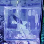 saltwater aquarium fish trap
