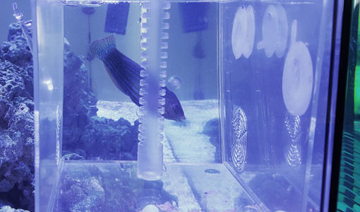 saltwater aquarium fish trap