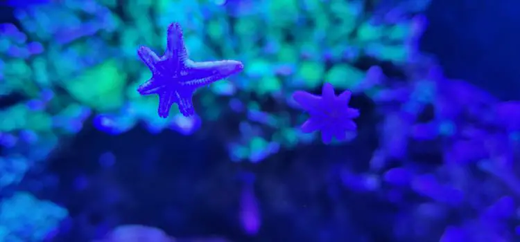 get rid of asterina starfish in a reef tank