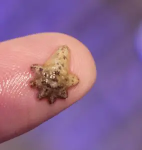 how to get rid of asterina starfish