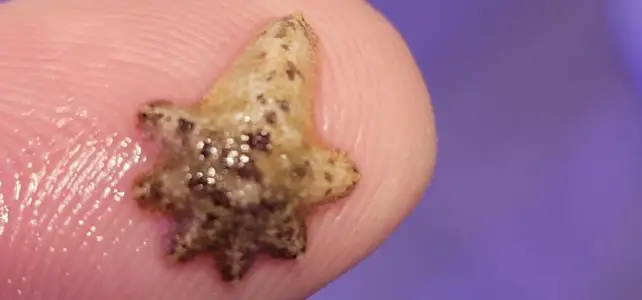 how to get rid of asterina starfish