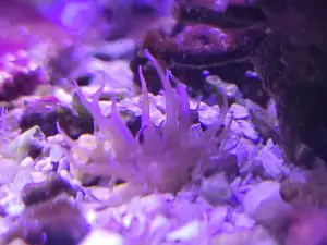 get rid of asterina in a reef tank