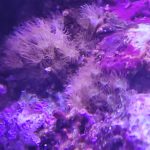 get rid of digitate hydroids in a reef tank
