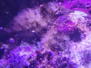 get rid of digitate hydroids in a reef tank