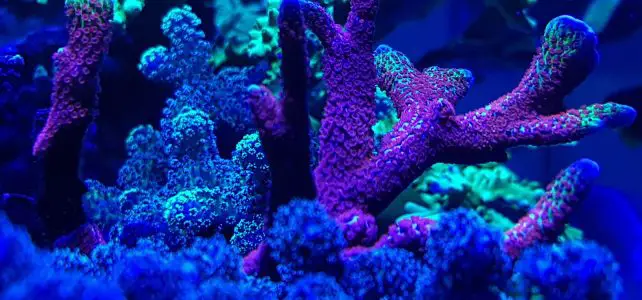 how to frag sps corals