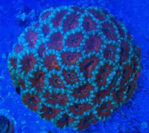 how to frag an acan coral