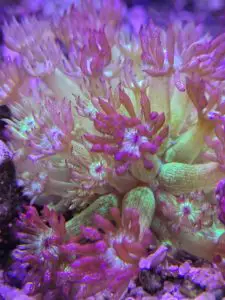 coral aqua saw besides gryphon