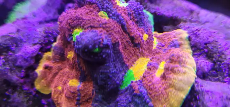 how to frag a rainbow chalice coral