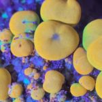 how to frag soft corals