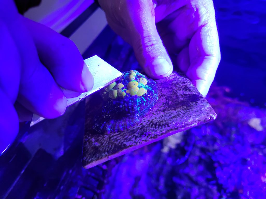 how to frag mushroom corals