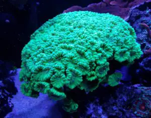 how to frag candy can coral