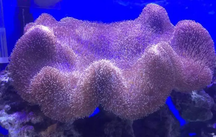 frag soft corals toadstool