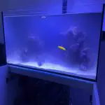 why is my salter tank cloudy?