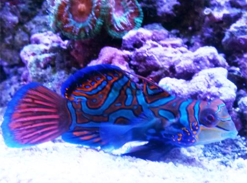 Dosing Phytoplankton